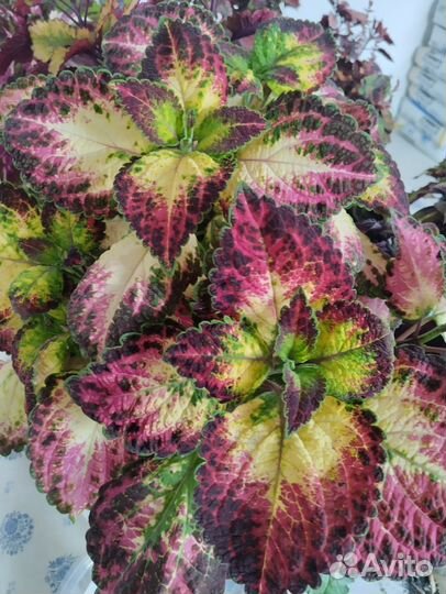 Колеус аватар