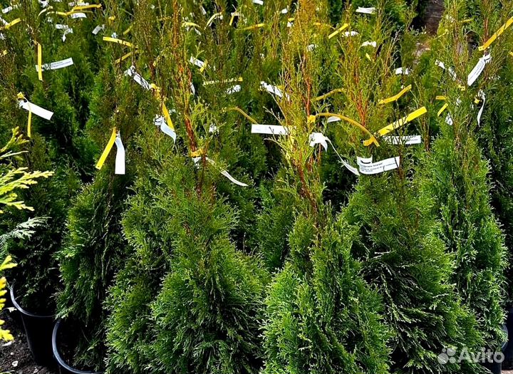 Туя смарагд в кассете оптом