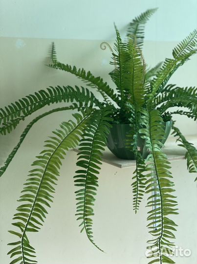 Ампельные растения