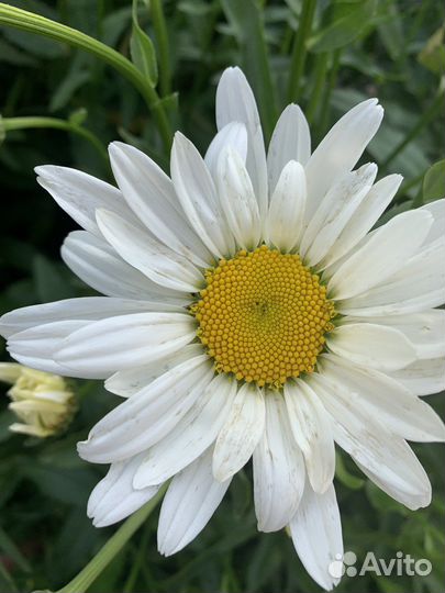 Ромашка садовая крупная