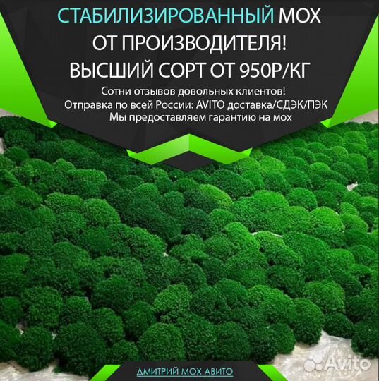 Стабилизированный мох ягель, королевский, кочки