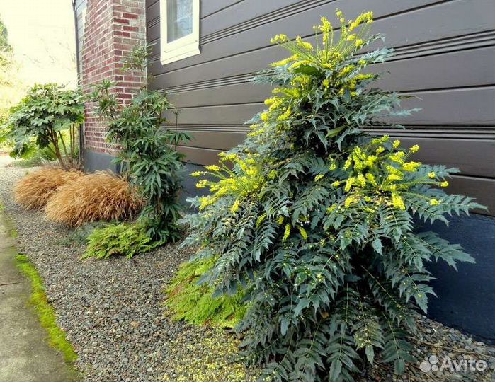 Магония японская