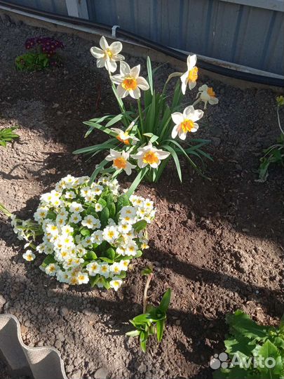 Рассада многолетних цветов