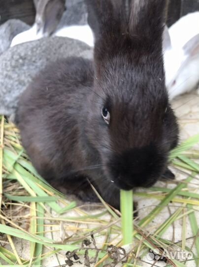 Кролики мясных пород