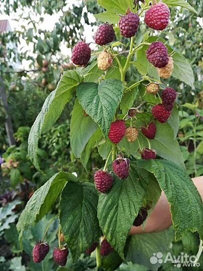 Малина (саженцы, кусты)