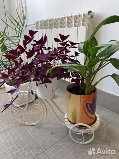 Кислица оксалис