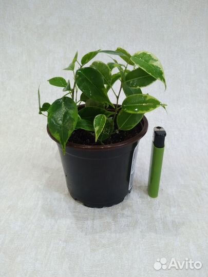 Фикус бенджамина Кинки Наташа