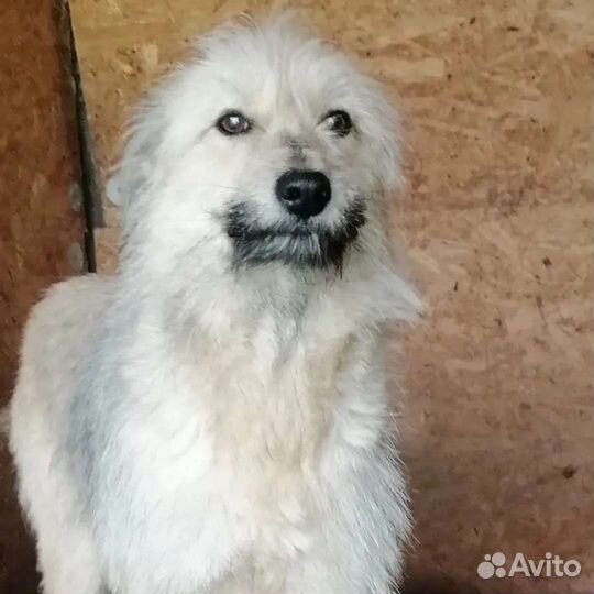 Собака Леся