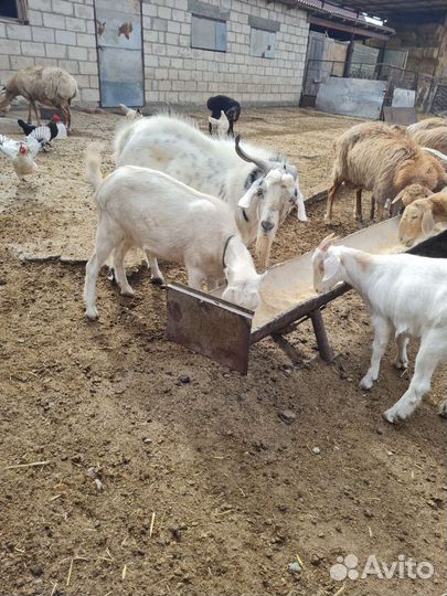 Овцы бараны