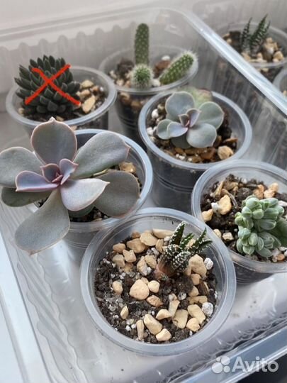 Суккуленты