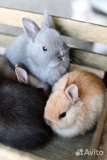 Декоративные кролики карликовые