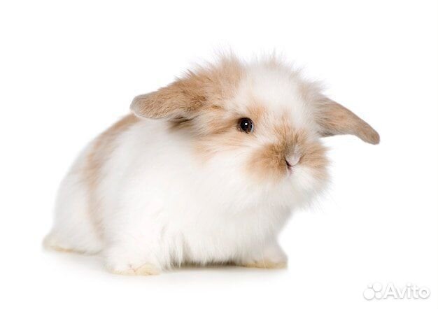Карликовый кролик - вислоухий