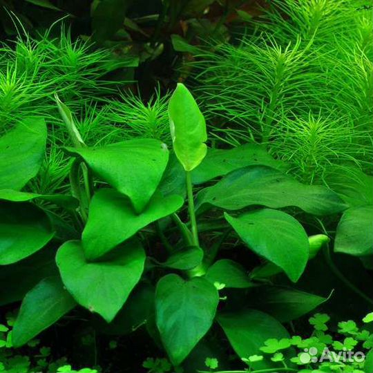 Гуппи,анцитрусы,анубиас