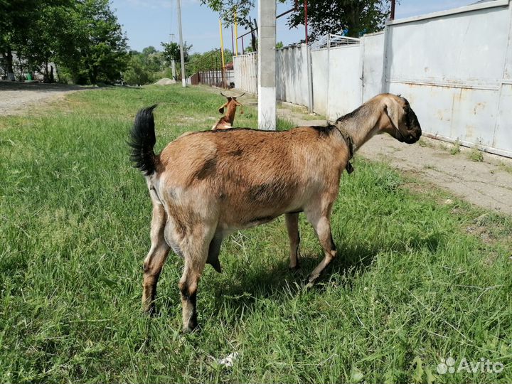 Нубийская коза