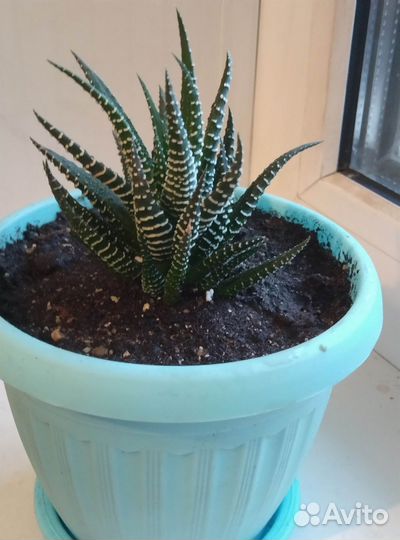 Кактусы и суккуленты