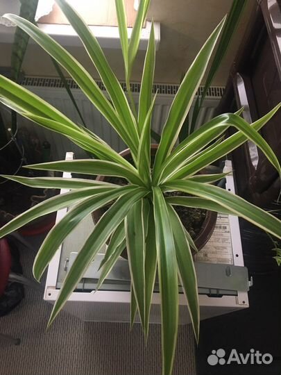 Хлорофитум