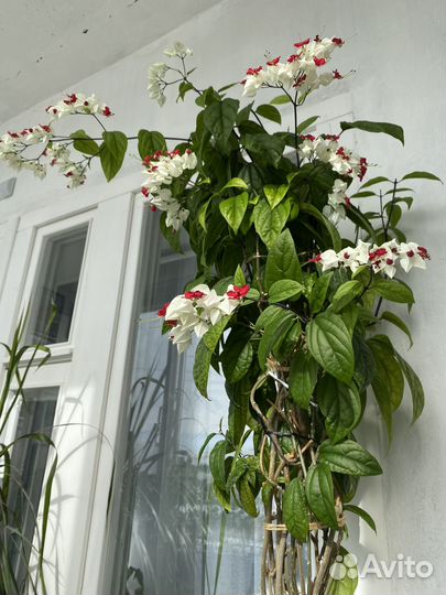 Клеродендрум