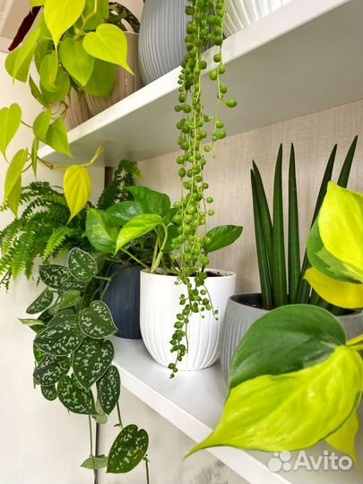 Интерьерное Озеленение и Фитодизайн