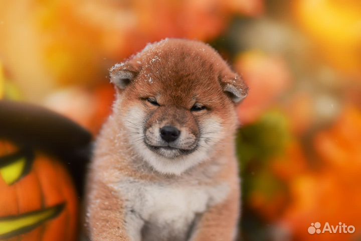 Щенок сиба ину