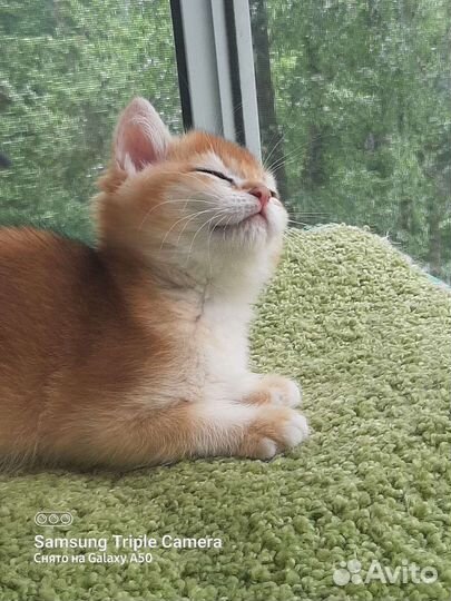 Золотой британский котик