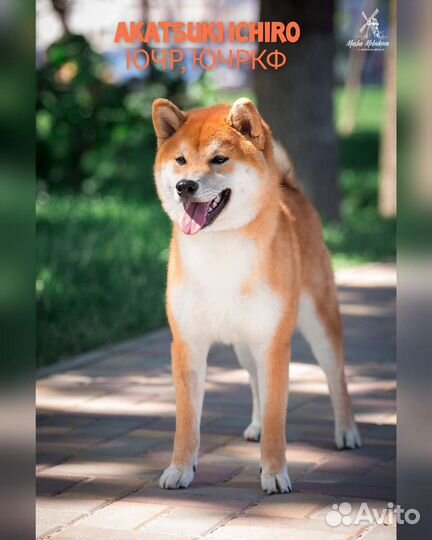 Сиба ину кобель вязка