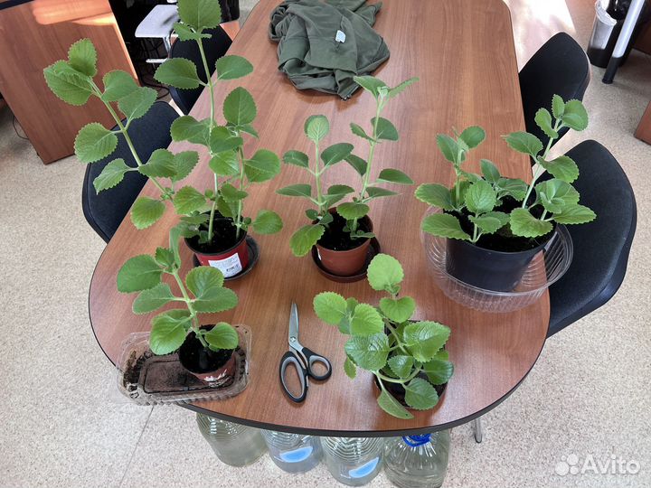 Плектрантус (комнатная мята)