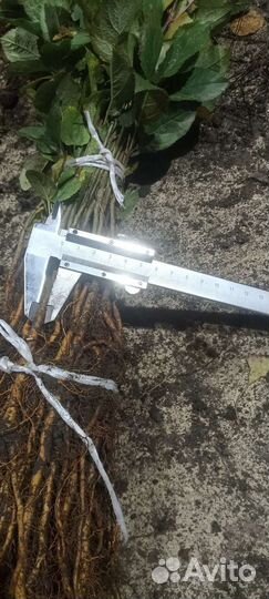 Подвой Яблони скс