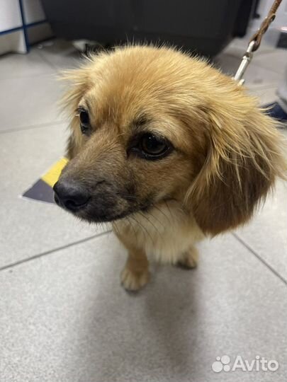 Метис пекинеса