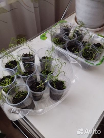 Лук репчатый семейный и цветы