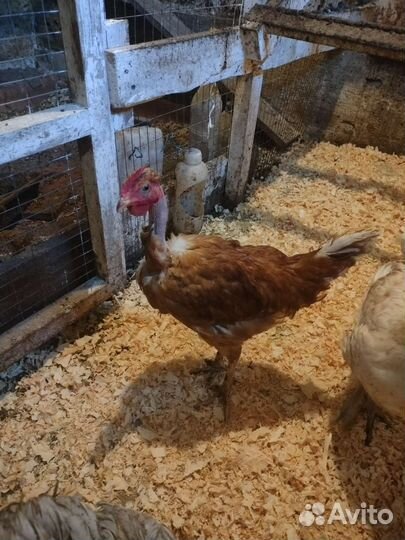 Куры несушки продам