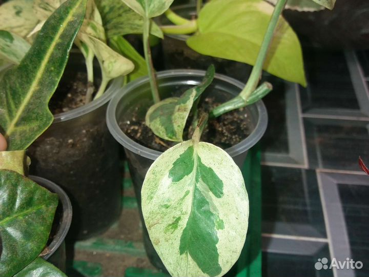 Продам цветы комнатные
