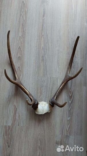 Рога оленя, косули, козла и череп