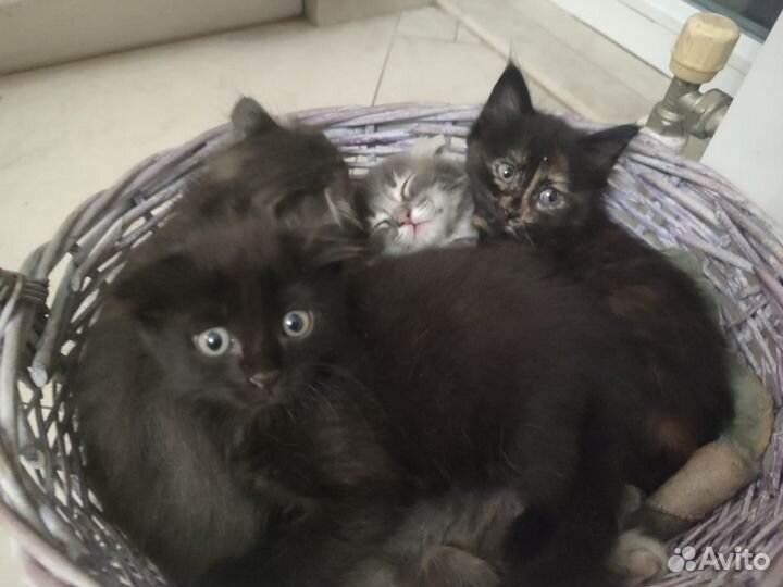 Котята в хорошие руки