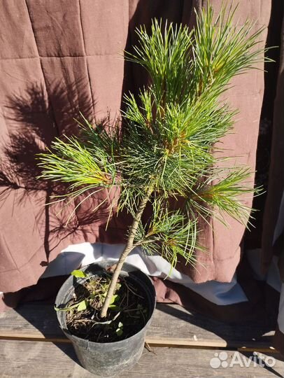 Саженцы кедра