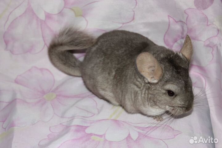 Шиншиллы / питомник