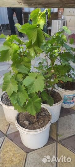 Саженцы винограда