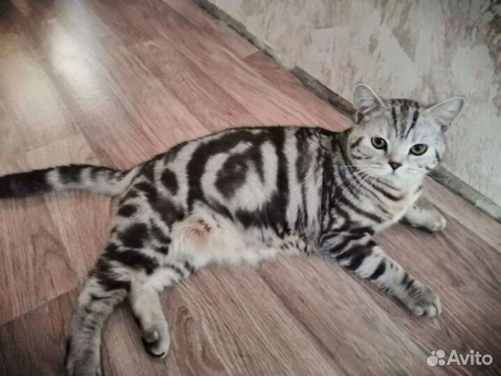 Вязка шотландский котик
