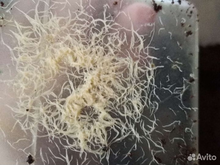 Гриндальский червь(культура)в лотке с субстратом