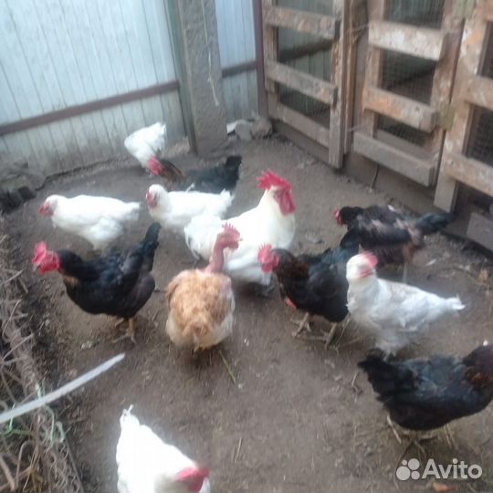 Куры молодки