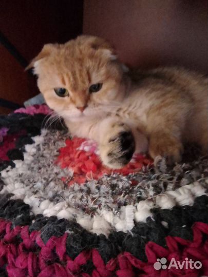 Шотландская