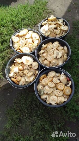 Грузди настоящие