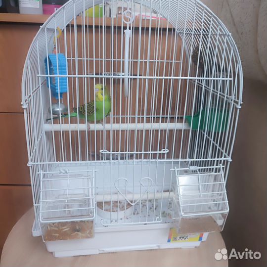 Попугай с клеткой