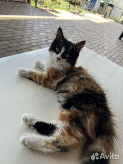 Котенок в добрые руки