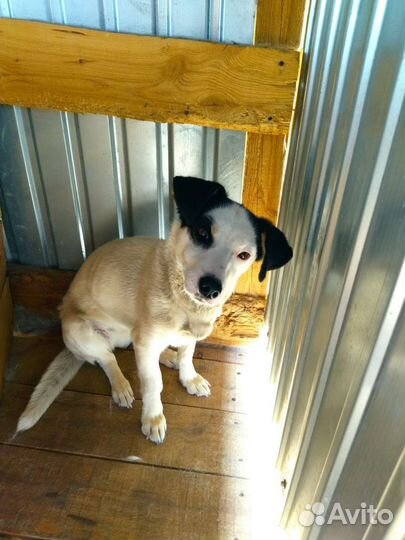 Хозяин, ваша собака попала в отлов