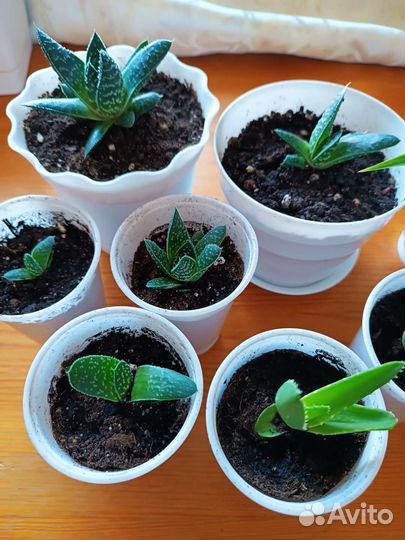 Алое, суккуленты, хлорофитум