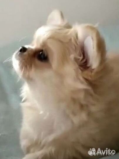 Щенки чихуахуа micro девочки