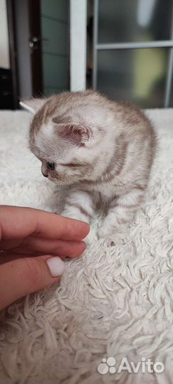 Британские котята