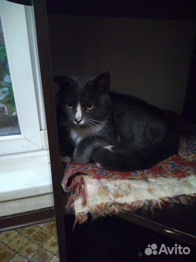 Кошка
