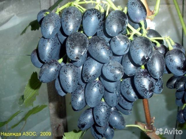 Коллекционные саженцы винограда