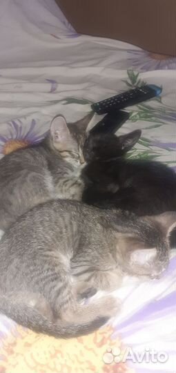 Котята отдам бесплатно